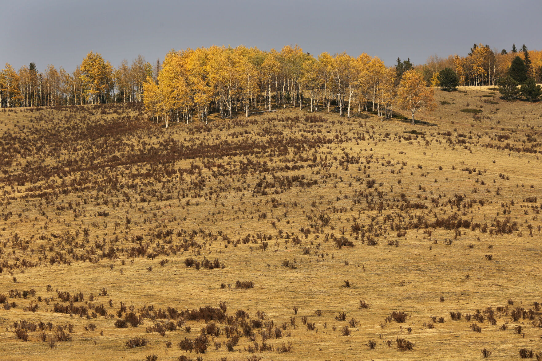093020-news-aspens 20.JPG